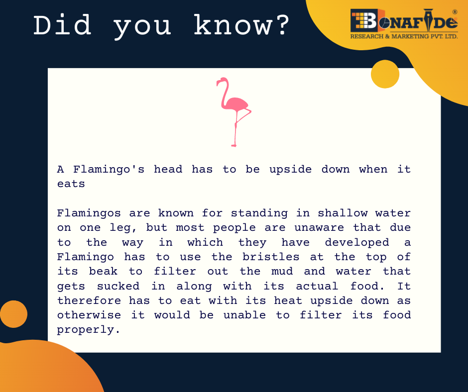 Interesting facts about Flamingo